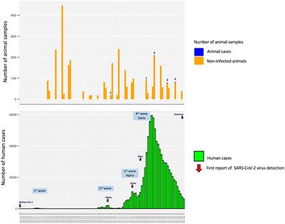 Sero-epidemiological investigation and cross-neutralization activity against SARS-CoV-2 variants in cats and dogs, Thailand